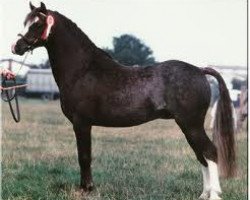 Deckhengst Bunbury Mahogany (Welsh Pony (Sek.B), 1979, von Downland Beechwood)