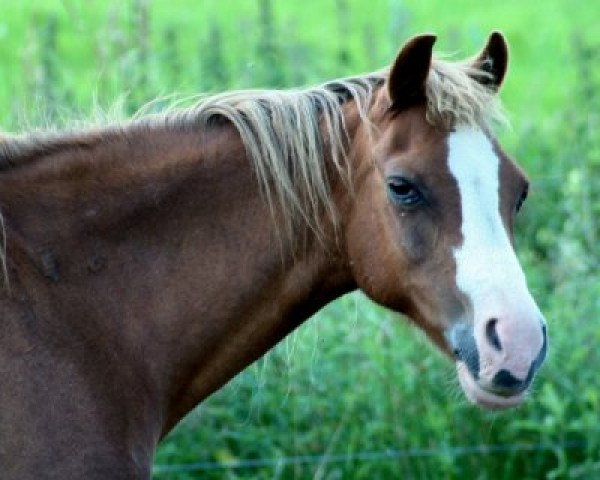 broodmare Alanwell Tamarisk (Welsh-Pony (Section B), 1988, from Bunbury Mahogany)