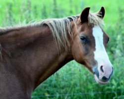 Zuchtstute Alanwell Tamarisk (Welsh Pony (Sek.B), 1988, von Bunbury Mahogany)