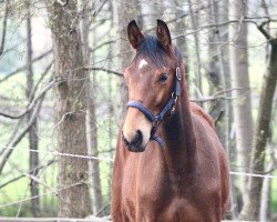 stallion Der kleine Udo (Westphalian, 2020, from Deville 4)