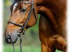 jumper La magnifique Geraldine (German Sport Horse, 2008, from Gipsy King)