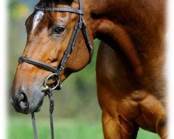 Springpferd La magnifique Geraldine (Deutsches Sportpferd, 2008, von Gipsy King)