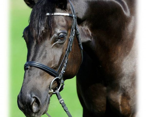 dressage horse Lilou (German Sport Horse, 2011, from Summer Hit)