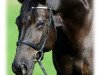 dressage horse Lilou (German Sport Horse, 2011, from Summer Hit)