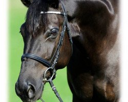 dressage horse Lilou (German Sport Horse, 2011, from Summer Hit)