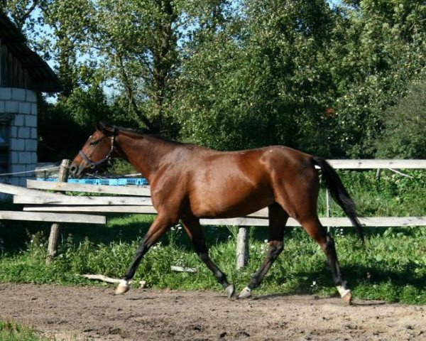 broodmare Vipra (Russian Trakehner, 2007, from Poligon)