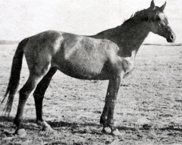 Zuchtstute Ekonomika (Russisch Trakehner, 1972, von Ostrjak 9)