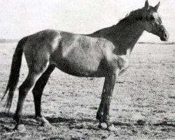 broodmare Ekonomika (Russian Trakehner, 1972, from Ostrjak 9)