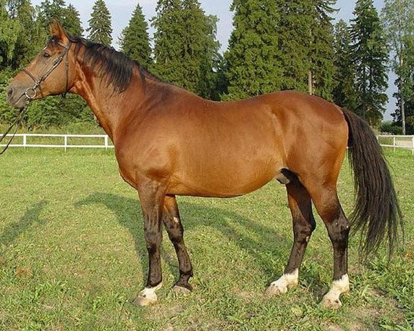 Deckhengst Ekvus (Russisch Trakehner, 1994, von Verstovoj)