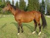 stallion Ekvus (Russian Trakehner, 1994, from Verstovoj)