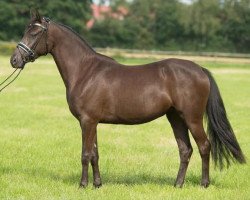 broodmare Next Hit (German Riding Pony, 2012, from Nemax)