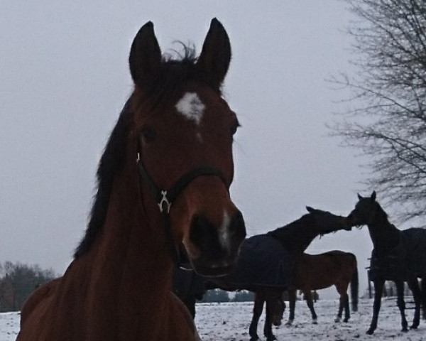 broodmare Kassandra 195 (Trakehner, 2007, from Carel Deak)