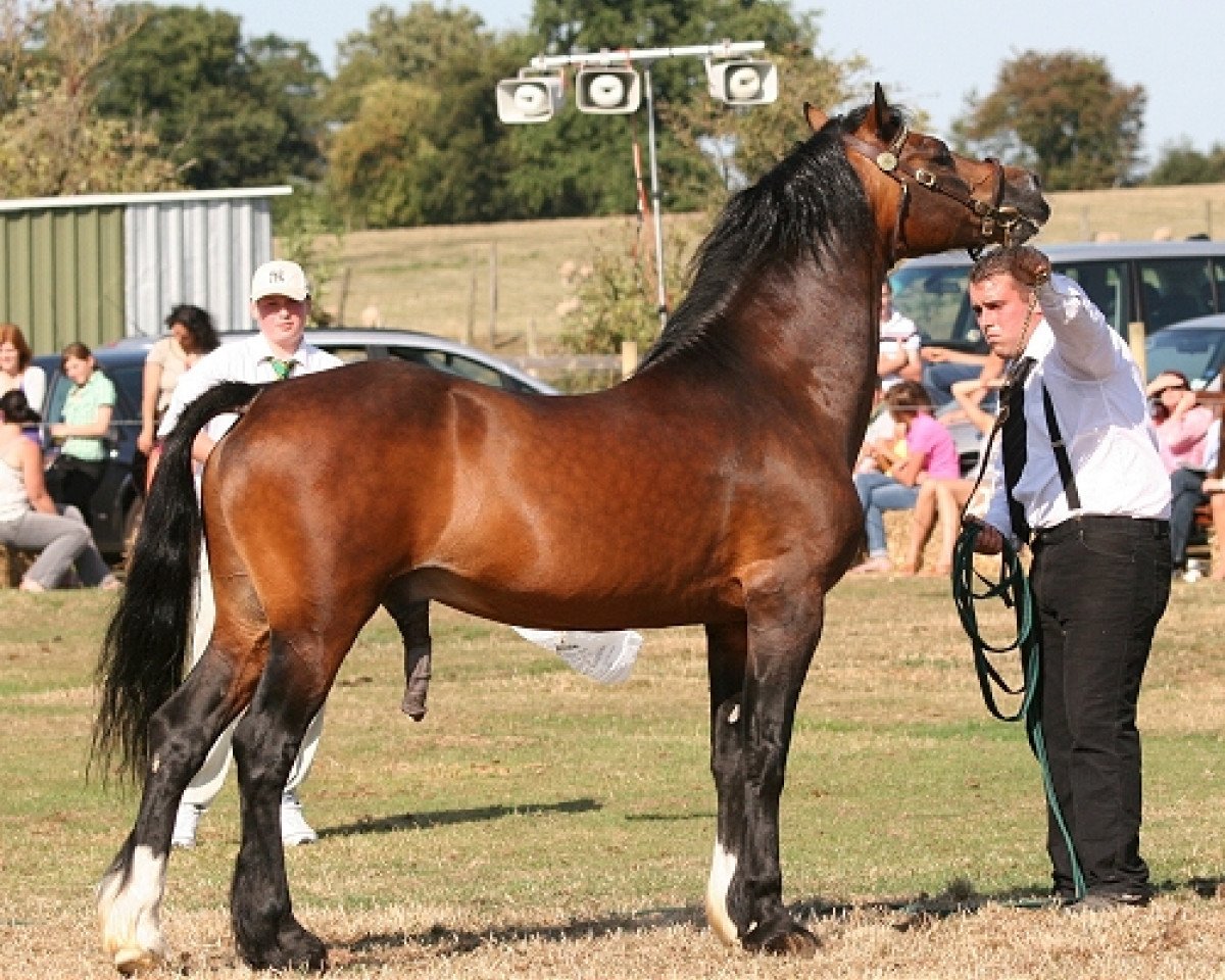stallion Trevallion Valentino (Welsh-Cob (Sek. D), 1991, from Brynymor Welsh Magic)