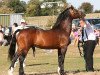 stallion Trevallion Valentino (Welsh-Cob (Sek. D), 1991, from Brynymor Welsh Magic)