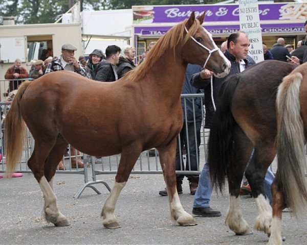 broodmare Costa Cloey (Welsh-Cob (Sek. D), 1997, from Trevallion Valentino)