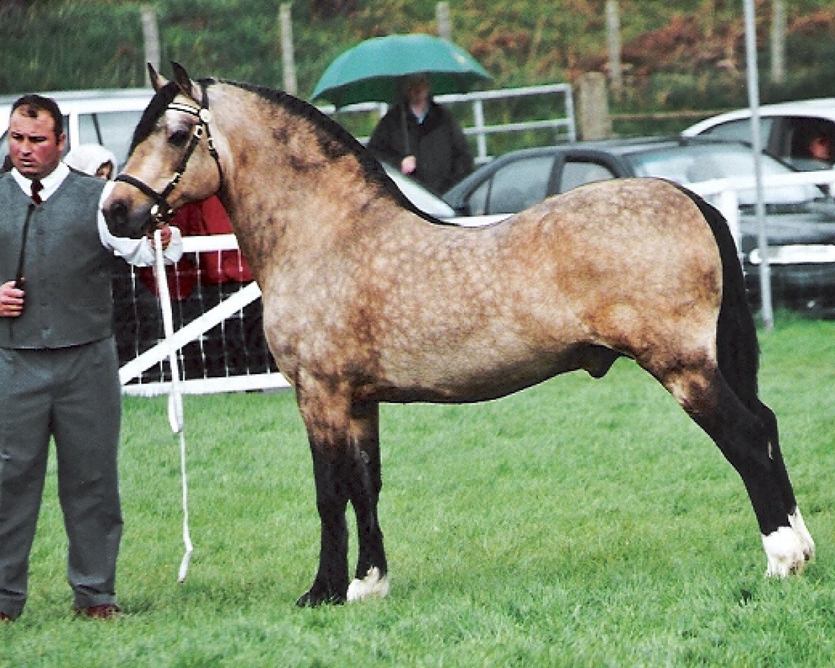 Deckhengst Danaway Flash Jack (Welsh-Cob (Sek. D), 1992, von Trevallion Flash Jack)