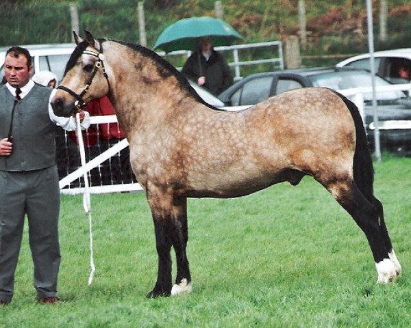 stallion Danaway Flash Jack (Welsh-Cob (Sek. D), 1992, from Trevallion Flash Jack)