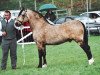 stallion Danaway Flash Jack (Welsh-Cob (Sek. D), 1992, from Trevallion Flash Jack)