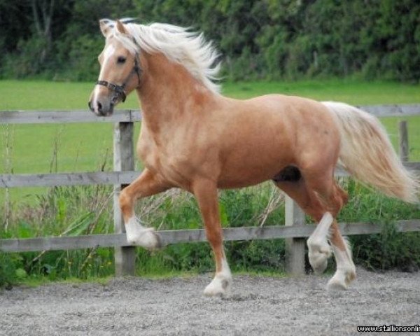 Deckhengst Danaway Desert Storm (Welsh-Cob (Sek. D), 2003, von Danaway Flash Jack)