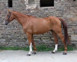 Springpferd Viking de Laume (Selle Français, 2009, von Newton de Kreisker)