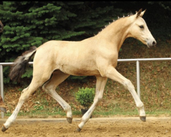broodmare Cherry San (German Riding Pony, 2019, from Cayuga San WE)