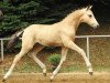 broodmare Cherry San (German Riding Pony, 2019, from Cayuga San WE)