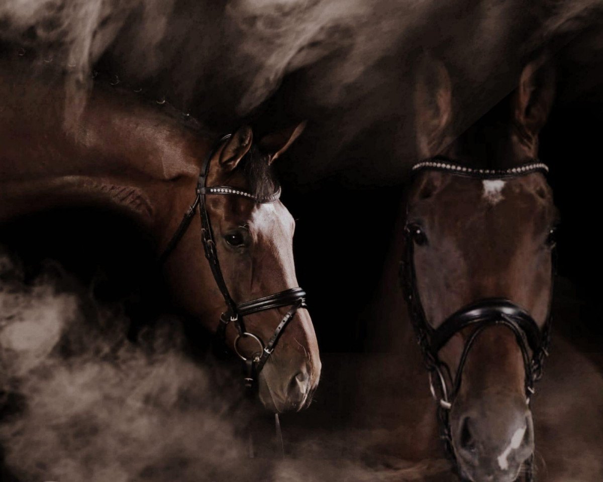horse Callesto (German Warmblood, 2010, from Contenaro)