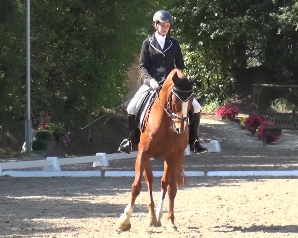 Reitturnier Würselen-Pley 2016