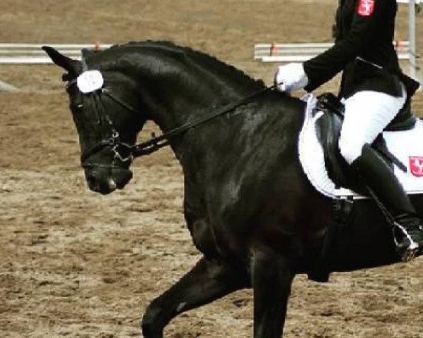 dressage horse Der Bedo (Westphalian, 2005, from Don Bedo I)