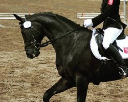 dressage horse Der Bedo (Westphalian, 2005, from Don Bedo I)