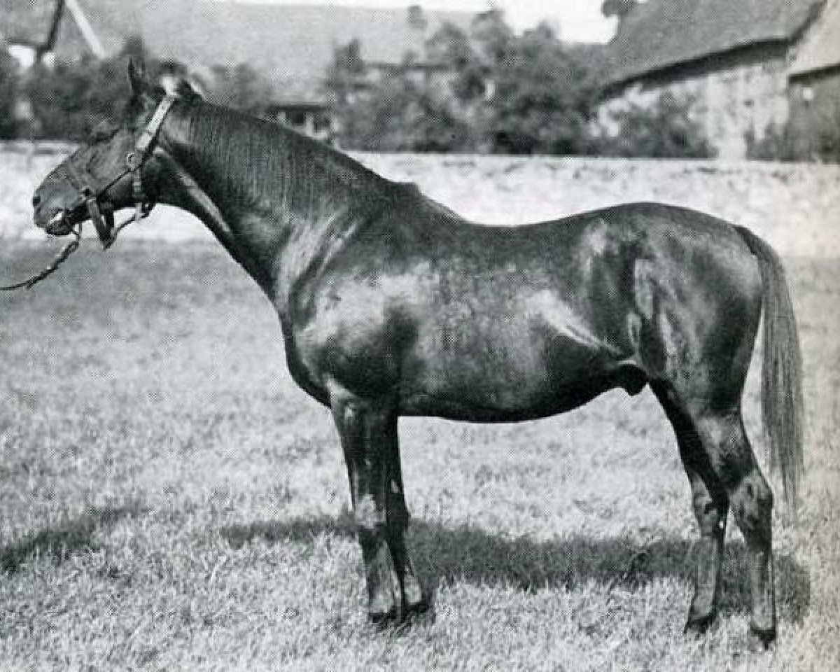 stallion Landgraf xx (Thoroughbred, 1914, from Louviers xx)