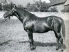 Pferd Landgraf xx (Englisches Vollblut, 1914, von Louviers xx)