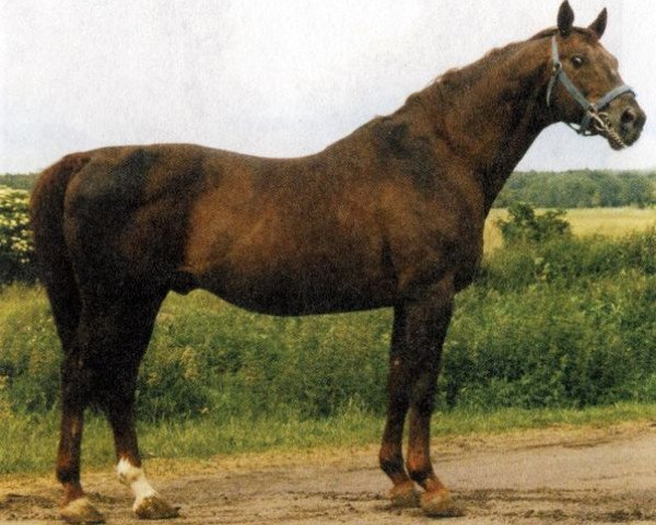 Deckhengst Faktor (Russisch Trakehner, 1985, von Fokus)