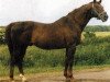 stallion Faktor (Russian Trakehner, 1985, from Fokus)
