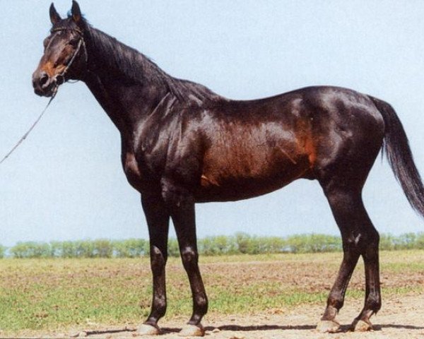 stallion Gabion xx (Thoroughbred,  , from Aden xx)