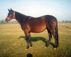 broodmare Valida (Russian Trakehner, 1995, from Herson)