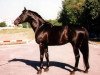 stallion Sabo (Russian Trakehner, 1985, from Singapur xx)