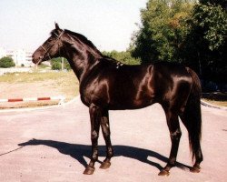 Deckhengst Sabo (Russisch Trakehner, 1985, von Singapur xx)