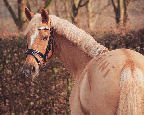 broodmare Fiona (German Riding Pony, 2010, from Heidbergs Nancho Nova)