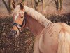 broodmare Fiona (German Riding Pony, 2010, from Heidbergs Nancho Nova)