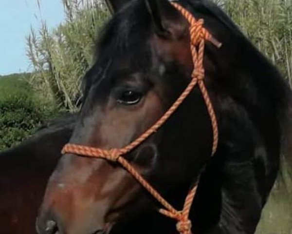 horse CONGUITO (Cruzado, 2015)