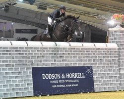 jumper Edelboy V.d. Renger (KWPN (Royal Dutch Sporthorse), 2009, from Vleut)