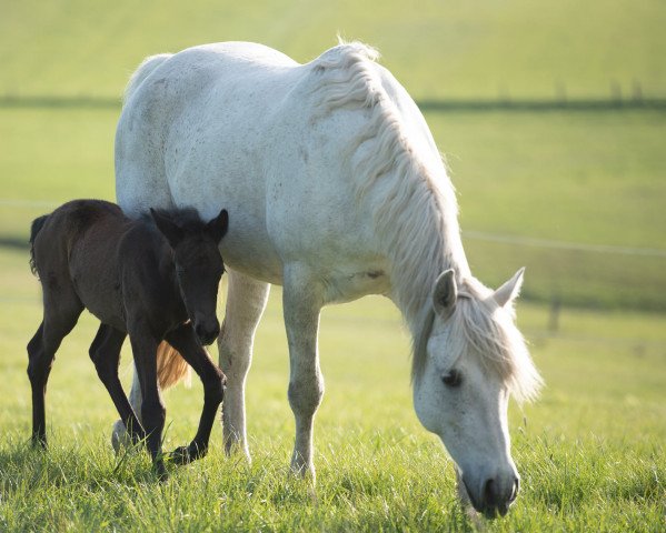 Zuchtstute Manor Gentle Robyn (Connemara-Pony, 2014, von Frederiksminde Hazy Match)