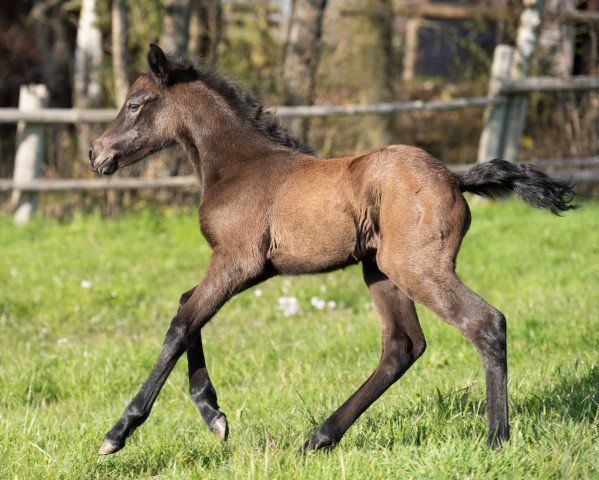 Pferd Glaskopf Gentle Ruby (Connemara-Pony, 2021, von Glaskopf Iwyn)