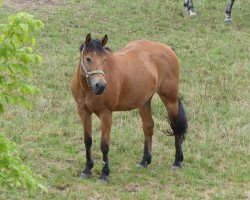 dressage horse Gleddes 2 (unknown, 1999)