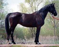 broodmare Politika (Russian Trakehner, 1991, from Koranas)