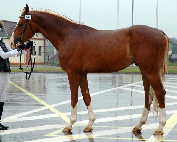 stallion Petriot (Russian Trakehner, 2002, from Egejus)