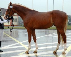 stallion Petriot (Russian Trakehner, 2002, from Egejus)