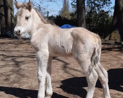 horse Rocket vom Töster Grund (Fjord Horse, 2021, from Turbo Romeo N.2573)