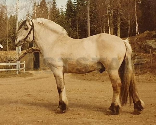 stallion Sölve 43 SWE (Fjord Horse, 1969, from Mass)